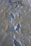 traces de pas dans la boue de la baie du Mont Saint-Michel