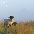 Moutons de pré-salé devant le Mont dans la brume.