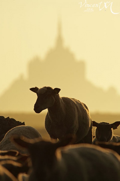 Moutons de pré-salé dans la baie du Mont Saint-Michel.