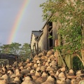Troupeau de moutons de pré-salé rentrant à la bergerie sous un arc en ciel