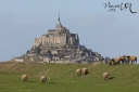 Moutons de pré salé devan le Mont Saint-Michel