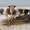 vaches Normandes dans la neige