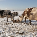 Vaches encourageant un jeune veau venant de naître à se relever après une chute dans la neige.
