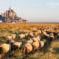 Troupeau de moutons de pré-salé dans les herbus du Mont Saint-Michel