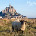 Moutons de pré-salé dans les herbus du Mont Saint-Michel