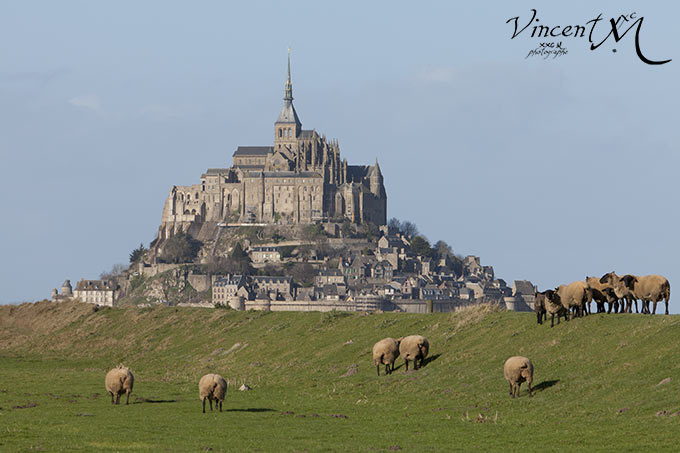 Moutons de pré salé devan le Mont Saint-Michel