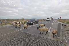 Passage de moutons sur la digue-route
