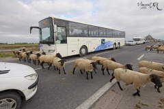 Passage de moutons sur la digue-route