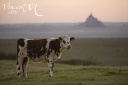 Jeune vache Normande au coucher du soleil devant le Mont - Manche (50) -Basse-Normandie - France -