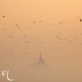Mouettes dans la brume devant le Mont Saint-Michel.