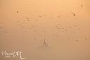 Mouettes dans la brume devant le Mont Saint-Michel.
