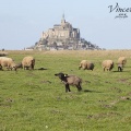 Troupeau de moutons de pré-salé et leurs agneaux devant le Mont Saint-Michel