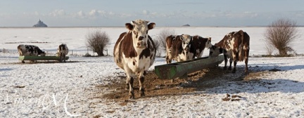 vaches Normandes dans la neige