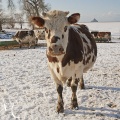 Vaches Normandes dans la neige.