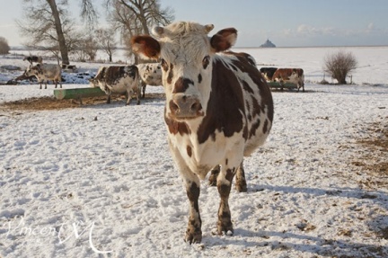 Vaches Normandes dans la neige.