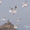 Mont Saint-Michel sous la neige avec un vol de mouettes.