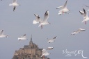 Mont Saint-Michel sous la neige avec un vol de mouettes.