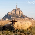 Moutons de pré-salé dans les herbus du Mont Saint-Michel