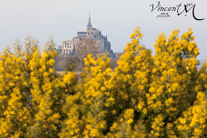 Mont Saint-Michel derrière des mimosas.