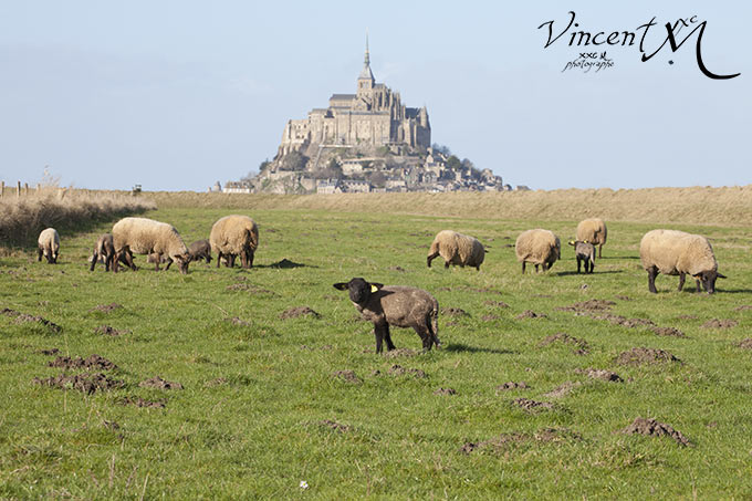 Troupeau de moutons de pré-salé et leurs agneaux devant le Mont Saint-Michel